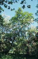 Δένδρα στο δάσος της Απολλωνίας