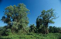 Πλατάνια και υδροχαρή δένδρα στο δάσος της Απολλωνίας