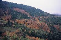 Φθινοπωρινό δασικό τοπίο με φυλλοβόλα δένδρα στη θέση Λυχνό Μεσοχωρίου στο όρος Οίτη