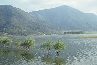 Πλημμυρισμένα δένδρα στη λίμνη Στυμφαλία