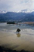 Πλημμυρισμένες εκτάσεις και δένδρο που αντικατοπτρίζεται στο νερό στη λίμνη Στυμφαλία