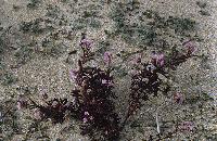 Φυτό με ροζ άνθη στην παραλία της Ασπροβάλτας
