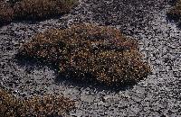 Αρμυρίθρες (σαλικόρνιες) και ξερή γη στη λιμνοθάλασσα του Αγίου Μάμα Χαλκιδικής