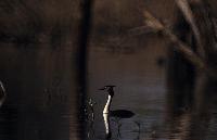 Σκουφοβουτηχτάρα στη λίμνη Κερκίνη