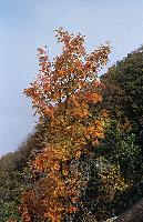 Το δένδρο Sorbus aucuparia με χρυσοκόκκινο φύλλωμα