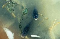 Νεκρά ψάρια που επιπλέουν στα νερά της λίμνης Βιστονίδας