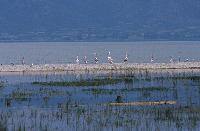 Πελεκάνοι σε νησίδα με κελύφη στη λίμνη Δοϊράνη