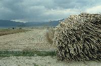 Σωρός καλαμιών, έτοιμα για τη στήριξη φασολιών στις Πρέσπες