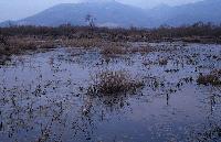 Εκτενείς υγροτοπικές εκτάσεις στις εκβολές του ποταμού Μόρνου