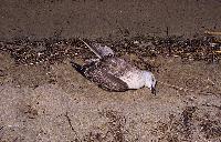 Νεκρό πουλί από σκάγια κυνηγού