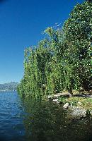 Ιτιές κλαίουσες και άλλη δενδρώδης βλάστηση στην όχθη της λίμνης Καστοριάς