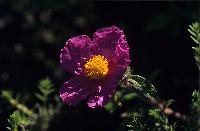 Άνθος ροζ λαδανιάς