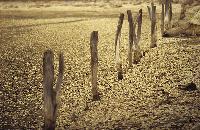 Πάσσσλοι και υδρόβια βλάστηση στη λιμνοθάλασσα Νυμφών στο δέλτα του Έβρου