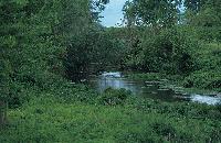 Πυκνή βλάστηση στις πηγές Αραβησσού