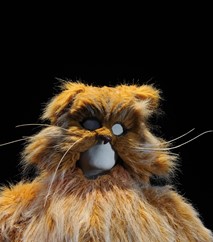 Κούι, Ο παπουτσωμένος γάτος, 2011-2012