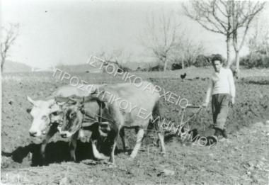 Συλλογή Καραμπίδου Δέσποινας.