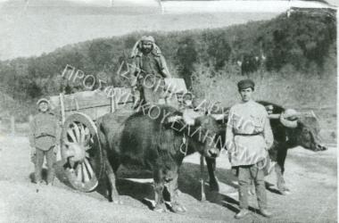 Συλλογή Θεοφυλάκτου Άννα.