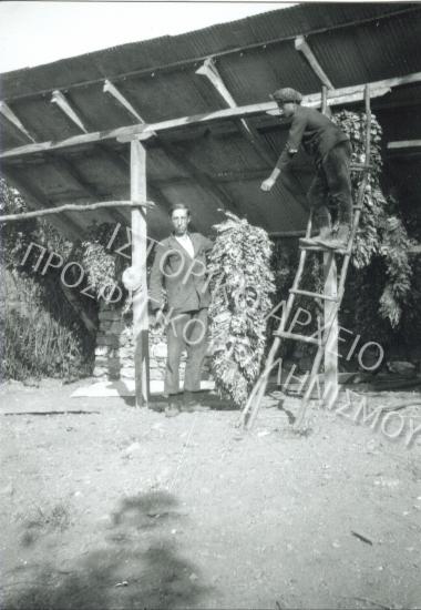 Συλλογή Θεοφυλάκτου Άννα.