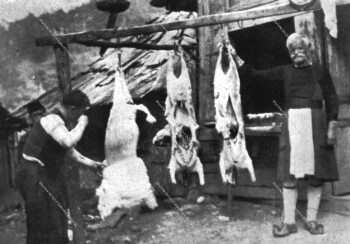 Butchering sheep, Avdella, 1928