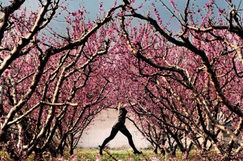 Peach tree blossoms 2019