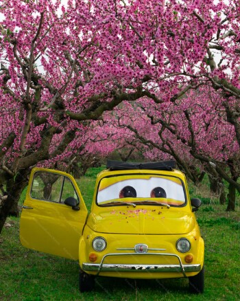 Peach tree blossoms 2019