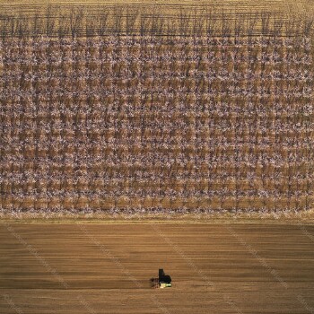 Peach tree blossoms 2019