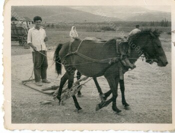 Αλώνισμα ρεβυθιού