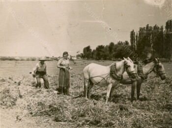 Horse threshing at Palaiochori village of Alexandria