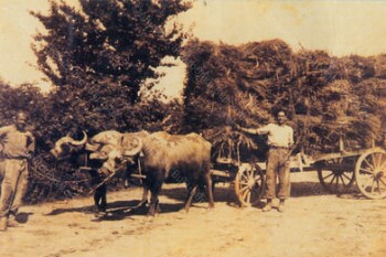 Ox cart, from Meliki village of Imathia