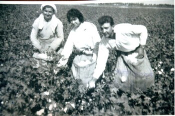 Cotton harvest at Episkopi village of Veria