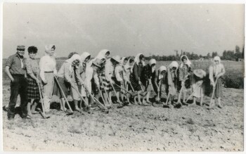 Workers in a cottonfield at Episkopi, Alexandria