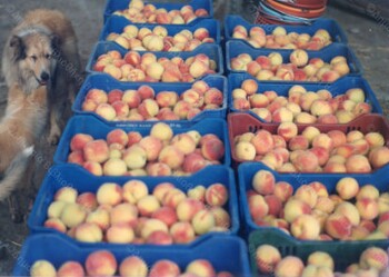 Crates full of apricots