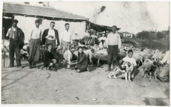 Sheap shearing at Korifi village of Imathia