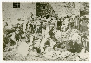 Sheep shearing in Veria in 1915