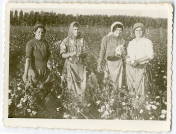Cotton harvest