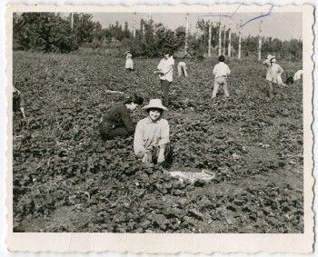 Μαζεύοντας φράουλες
