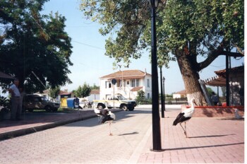 Square with storks at Episkopi village of Imathia