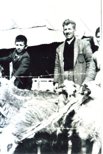 Sheep shearing at Episkopi village of Imathia in 1950