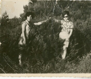 Pines region in Tripotamos village