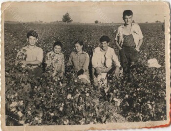 Φίλοι και συγγενείς μαζεύουν βαμβάκι στο 
