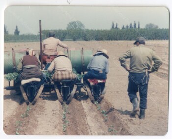 Planting processed tomatoes