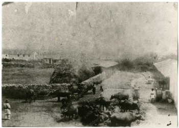 Κοπάδι βουβαλιών στα Παλατίτσια Ημαθίας