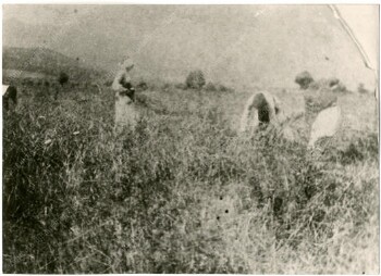 Σκηνή από την αγροτική ζωή στο Ρουμλούκι
