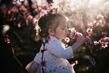 Peach tree blossoms 2022