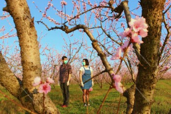 Peach tree blossoms 2020