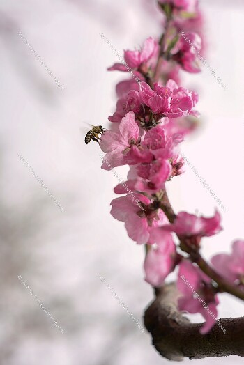 Peach tree blossoms 2018
