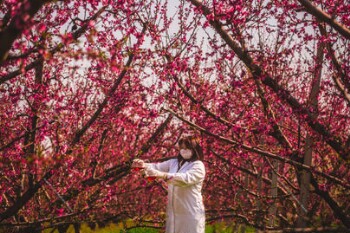 Peach tree blossoms 2020