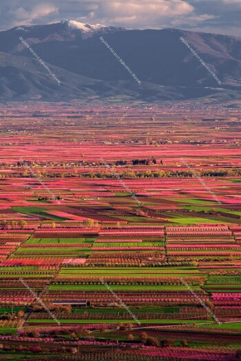 Peach tree blossoms 2018