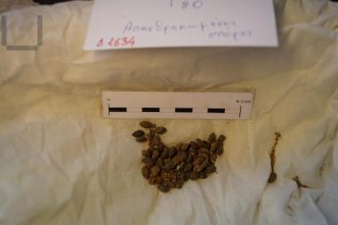 Απανθρακωμένοι σπόροι