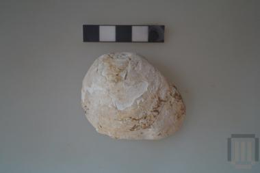 Όστρεο spondylus gaederolus linne